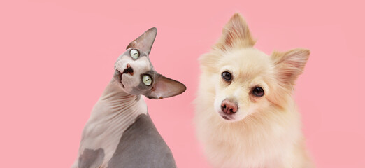 Banner pets. dog and cat tilting head side. Isolated on pink pastel background