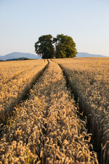 Golden wheat field European summer landscape