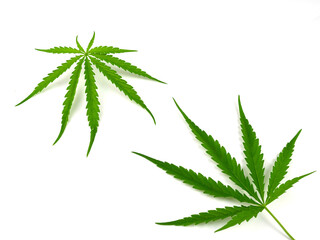 Fresh green cannabis leaves isolated on white background.