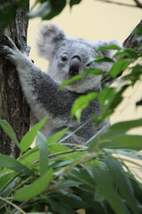koala in a zoo in vienna (austria) © frdric