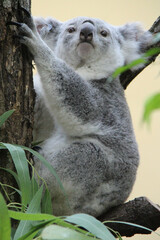 koala in a zoo in vienna (austria)