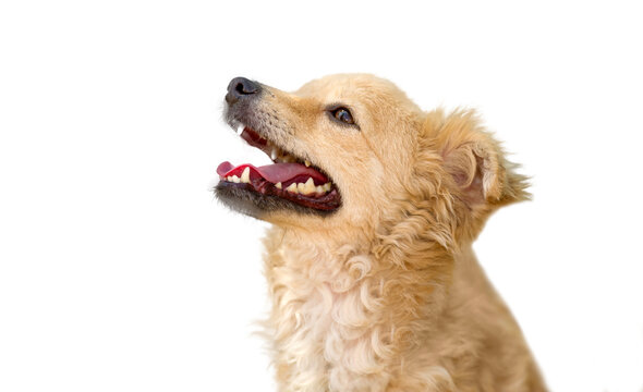 Dog Happy Excited Eager White Background
