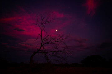Fototapeta na wymiar sunset with tree and moon
