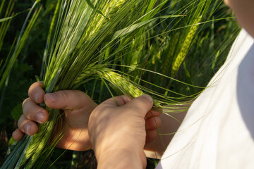 wheat ripens in the field, a spikelet of wheat in the hands of a child