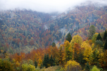 Naklejka na ściany i meble Autumn Colours on Woods in Slovenia