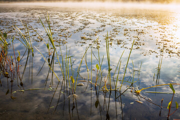 Green grass on the lake in the morning. Sunlight illuminates the morning mist over the water. Clouds are reflected in the water. Beautiful photos of nature.