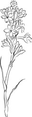 Line Drawing Flowers , Botanical Modern Line Art