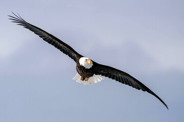 American Bald Eagle Soar