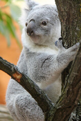 koala in a zoo in vienna (austria)