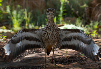 Full frontal threat display by spotted thick-knee (also known as a diikkop) (Burhinus capensis) in...