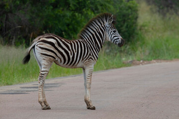 Fototapeta na wymiar Young zebra foal profile (Equues equus), Pilanesberg National Park, North West