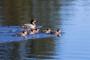 Family of Red Breasted Merganser