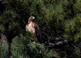 Red-tail Hawk