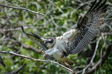 Landing Osprey