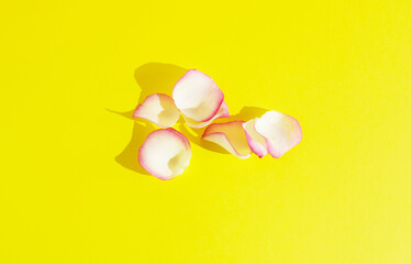 A minimal composition made of pink and white rose petals on a yellow background. Spring concept. Creative design. Minimal love concept. Pastel color palette. Floral pattern. Copy space.