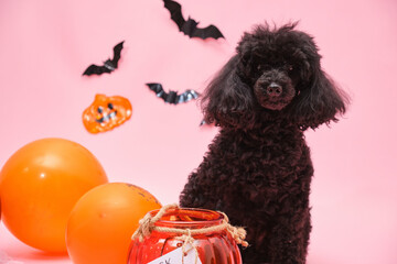 cute little black poodle and halloween decor on pink background