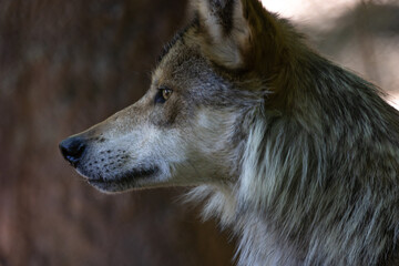 Mexican Wolf Head Shot Close-Up Side View