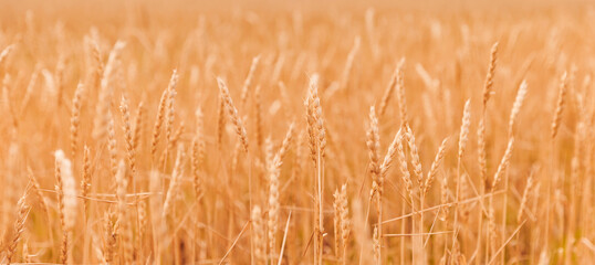 Closeup banner yellow wheat fields, macro photo