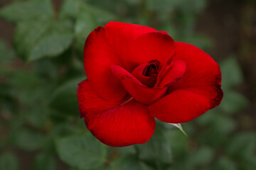 Beautiful red rose growing in garden, top view