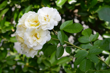 Obraz na płótnie Canvas Beautiful white rose flowers blooming outdoors, closeup