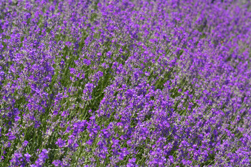 Fototapeta premium Beautiful blooming lavender in field, closeup view