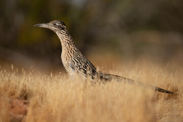 Female greater roadrunner on grassy ground in Arizona desert during golden hour at sunset or sunrise