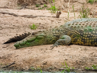 The Nile crocodile (Crocodylus niloticus) is a large crocodilian native to freshwater habitats in Africa. This one is resting in Kruger Park.