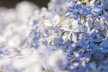 Brightly beautiful colored blue garden flowers on a sunny day, macro. Nature summer wallpaper