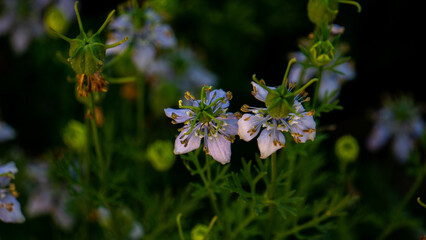 Nigella sativa (black caraway, also known as black cumin, nigella, or kalonji) is an annual flowering plant in the family Ranunculaceae.