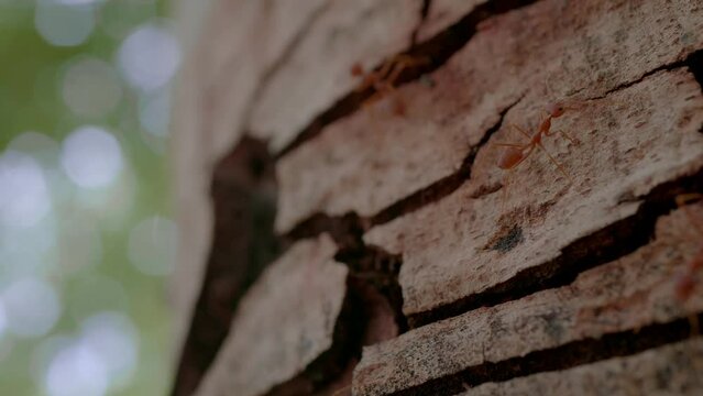 ant on tree in macro view