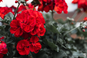 Czerwone kwiaty w doniczce