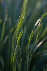 Fototapeta premium Beautiful green grass macro. Eco wallpaper with sprouting crops