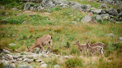 Mountain goat drinks water and his children look at him