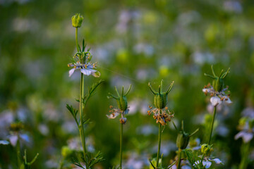 Nigella sativa (black caraway, also known as black cumin, nigella, or kalonji) is an annual flowering plant in the family Ranunculaceae.