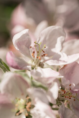 Fototapeta na wymiar Macro photo of a pink flower with petals. Apple tree blossom in the garden on a sunny day