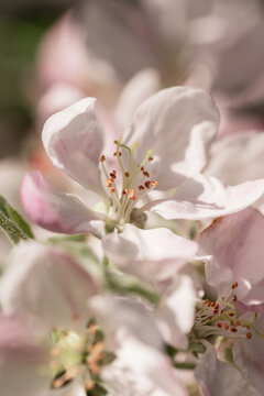 Macro photo of a pink flower with petals. Apple tree blossom in the garden on a sunny day
