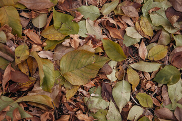 Fallen multi-colored leaves lie on the ground. Autumn foliage.