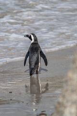 Obraz premium penguin