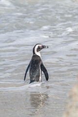 Fototapeta premium penguin