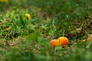 apricots in the grass