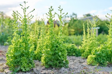 Fototapeta na wymiar Flowering lettuce bushes in the beds in garden