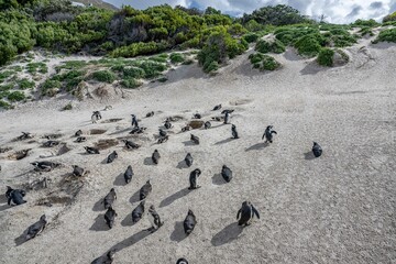 penguin