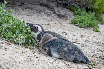 Naklejka premium creative