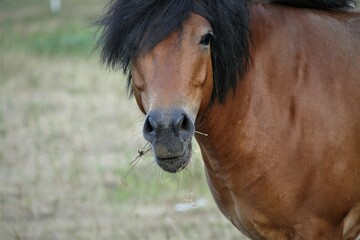 Portrait of brown horse eating grass on the farm