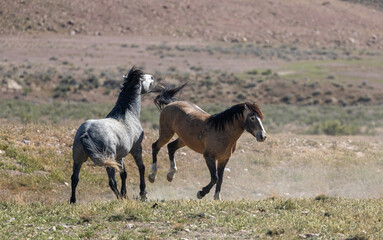 Naklejka na ściany i meble Wild horse Stallions Fighting in the Utah Desert