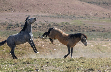 Wild horse Stallions Fighting in the Utah Desert