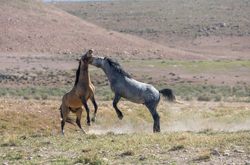 Wild horse Stallions Fighting in the Utah Desert