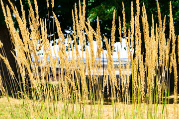 Grass stems  on a background of trees