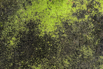 green moss background, wallpaper, wall with slime, photo panel, fine art, nature background