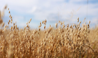 Close-up of ripe golden ears rye, oat or wheat swaying in the light wind in field. The concept of...